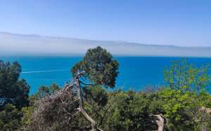 Морские обитатели Чёрного моря