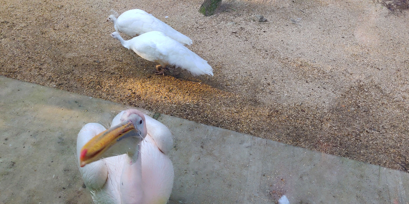 Пеликаны в Сафари парке