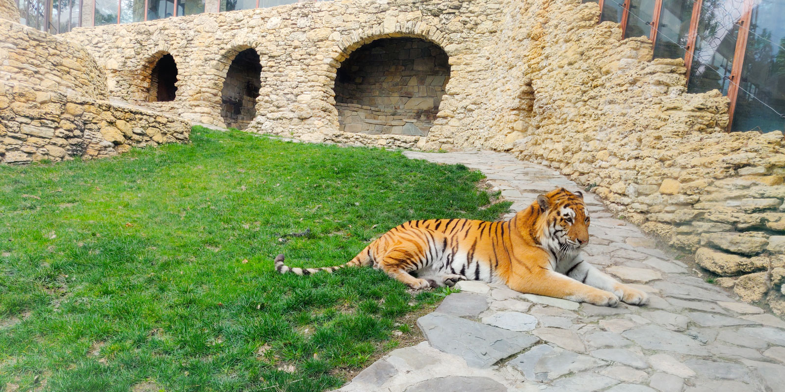Тигры в Сафари парке